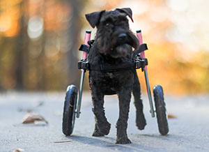 Black schnauzer walks in small dog wheelchair