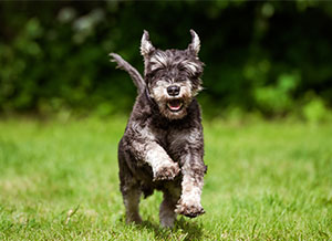Schnauzer puppy running in field