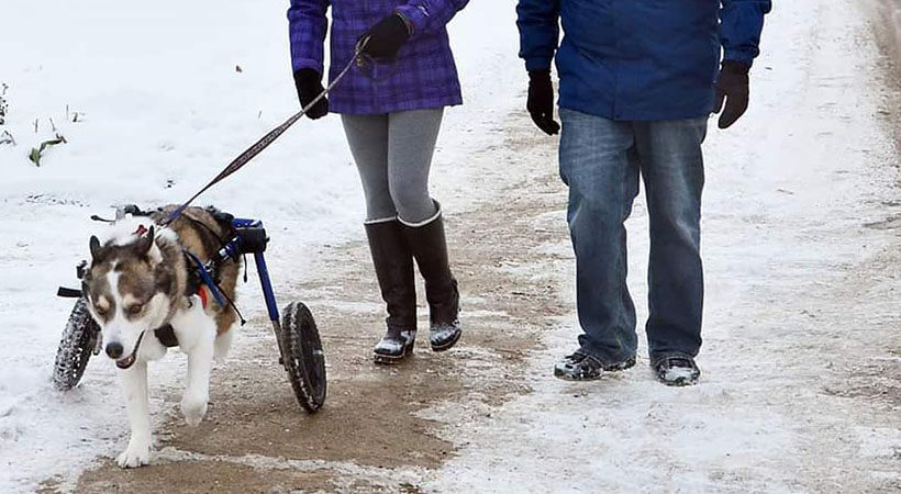 Husky in a wheelchair goes for a walk in the snow