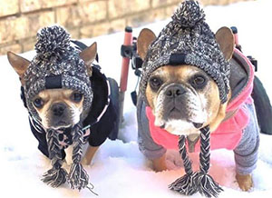 Two french bulldogs in wheelchairs bundled up for a snow day