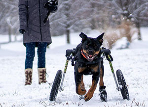 Wheelchair dog plays in the snow