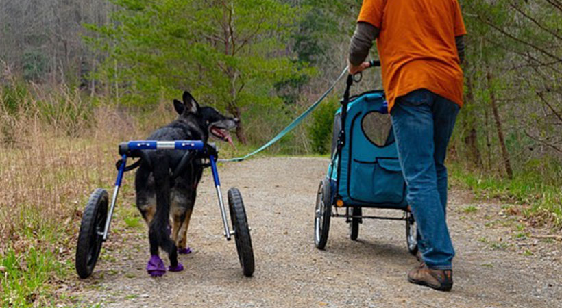 Newly paralyzed Shepherd goes for walk with owner
